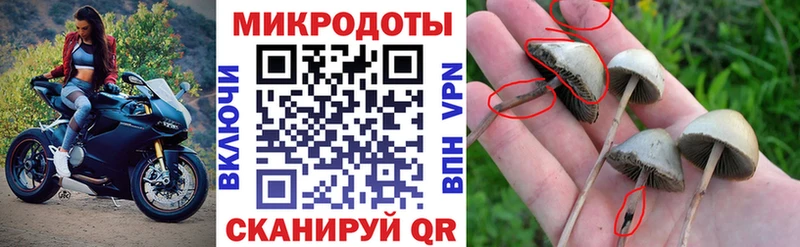 kraken   Дагестанские Огни  Галлюциногенные грибы GOLDEN TEACHER 