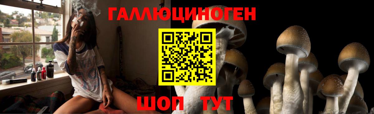 Галлюциногенные грибы Psilocybine cubensis  Вход с VPN  Дагестанские Огни 